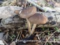 Pluteus podospileus-amf1406-1